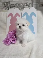 Akc champ, a male Maltese for sale in Monroe, NC – Photo 2 of 2