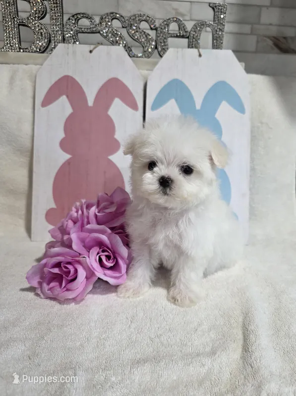 Akc champ – Maltese puppy for sale in Monroe, NC