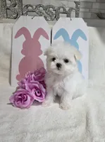 Akc champ, a male Maltese for sale in Monroe, NC – Photo 1 of 2