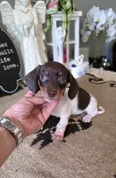 Akc Bailey , a male Miniature Dachshund for sale in Monroe, NC – 3 of 4