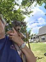 Akc blue baby, a male Miniature Pinscher for sale in Monroe, NC – 1 of 5