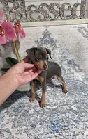 Akc Bailey , a male Miniature Pinscher for sale in Monroe, NC – 3 of 5