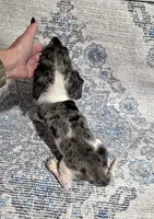 Akc gucci , a male Miniature Dachshund for sale in Monroe, NC – 4 of 4