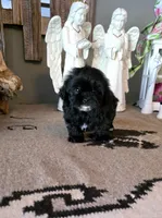 Sally , a female Shihpoo for sale in Monroe, NC – 2 of 3