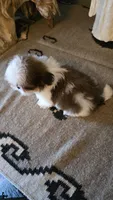Akc Daisy , a female Shih Tzu for sale in Monroe, NC – 4 of 6