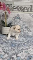 Buttons , a male Shihpoo for sale in Monroe, NC – 5 of 8