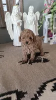 Teddy, a male Maltipoo for sale in Monroe, NC – 2 of 3