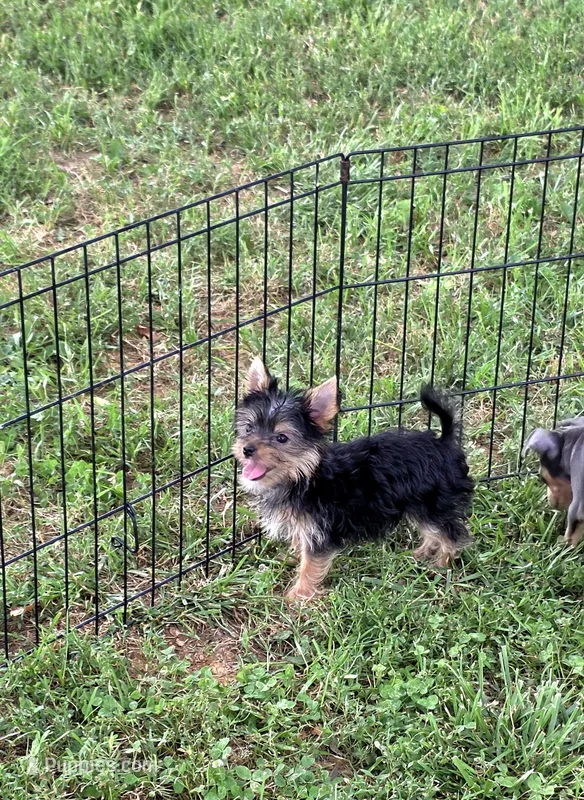 Akc cricket  – Yorkshire Terrier puppy for sale in Monroe, NC