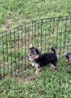 Akc cricket , a female Yorkshire Terrier for sale in Monroe, NC – 1 of 4