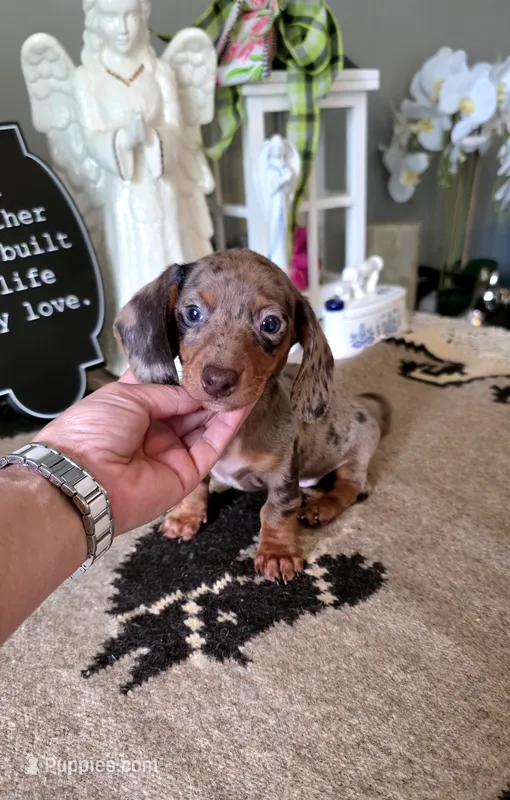 Akc Bentley  – Miniature Dachshund puppy for sale in Monroe, NC
