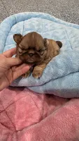 Akc lil diva, a female Shih Tzu for sale in Monroe, NC – 2 of 3