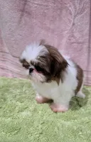 Akc Jasper , a male Shih Tzu for sale in Monroe, NC – 3 of 5