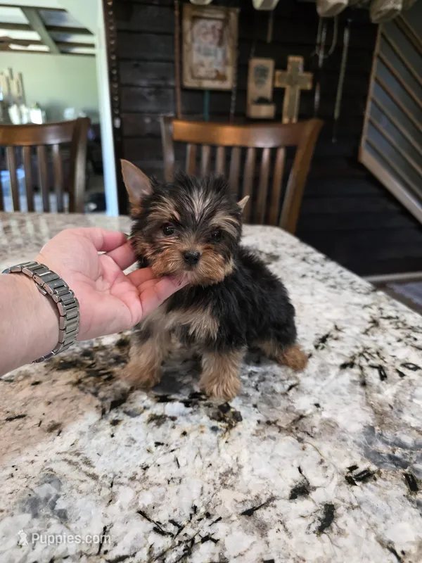 Akc cricket – Yorkshire Terrier puppy for sale in Monroe, NC