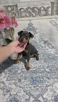 Akc Skeeter , a male Miniature Pinscher for sale in Monroe, NC – 3 of 6