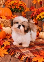Akc Ukraine lines Dutton , a male Shih Tzu for sale in Monroe, NC – 1 of 1