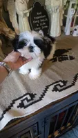 Akc Gizmo , a male Shih Tzu for sale in Monroe, NC – 1 of 3