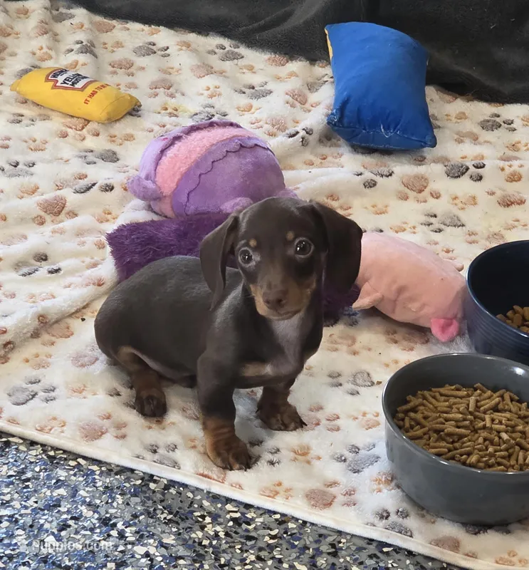 Akc remie – Miniature Dachshund puppy for sale in Monroe, NC