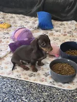 Akc remie, a male Miniature Dachshund for sale in Monroe, NC – Photo 2 of 2