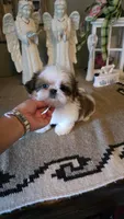 Akc Daisy , a female Shih Tzu for sale in Monroe, NC – 3 of 6