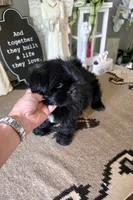 Akc jazzy , a female Shih Tzu for sale in Monroe, NC – 5 of 5