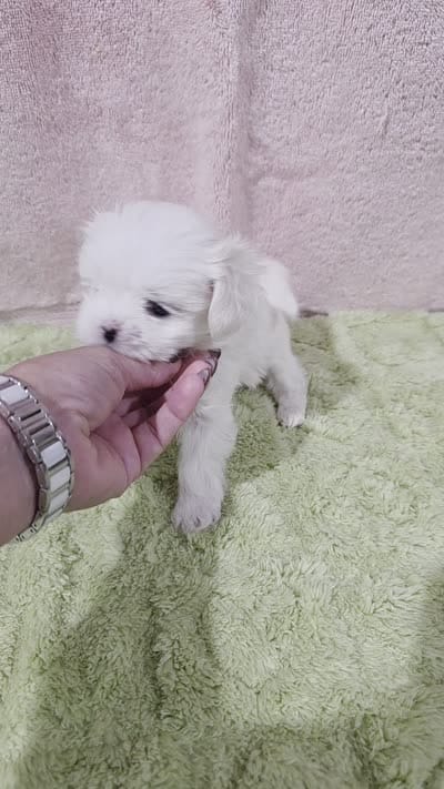 Akc tipsy, a female Maltese for sale in Monroe, NC – 4 of 4