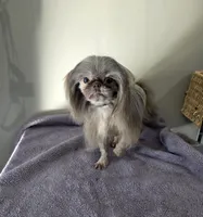 Akc cricket , a female Shih Tzu for sale in Monroe, NC – 1 of 1