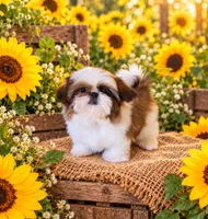 Akc Jackson , a male Shih Tzu for sale in Monroe, NC – 1 of 1