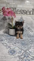 Akc cricket, a female Yorkshire Terrier for sale in Monroe, NC – 2 of 3