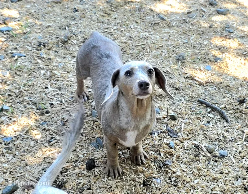 Akc Matilda  – Miniature Dachshund puppy for sale in Monroe, NC