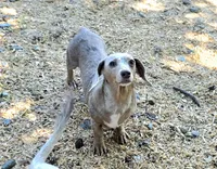 Akc Matilda , a female Miniature Dachshund for sale in Monroe, NC – 1 of 1
