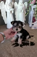 Akc prince charming , a male Yorkshire Terrier for sale in Monroe, NC – 1 of 1