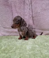 Akc Bentley , a male Miniature Dachshund for sale in Monroe, NC – 4 of 4