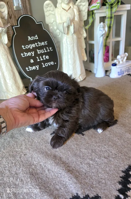 Akc princess  – Shih Tzu puppy for sale in Monroe, NC