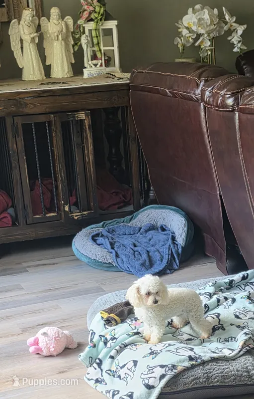 FullAkc Bella  – Poodle - Toy  puppy for sale in Monroe, NC
