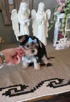 FullAkc tito , a male Yorkshire Terrier for sale in Monroe, NC – 3 of 3