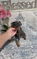 Akc Skeeter , a male Miniature Pinscher for sale in Monroe, NC – 2 of 6