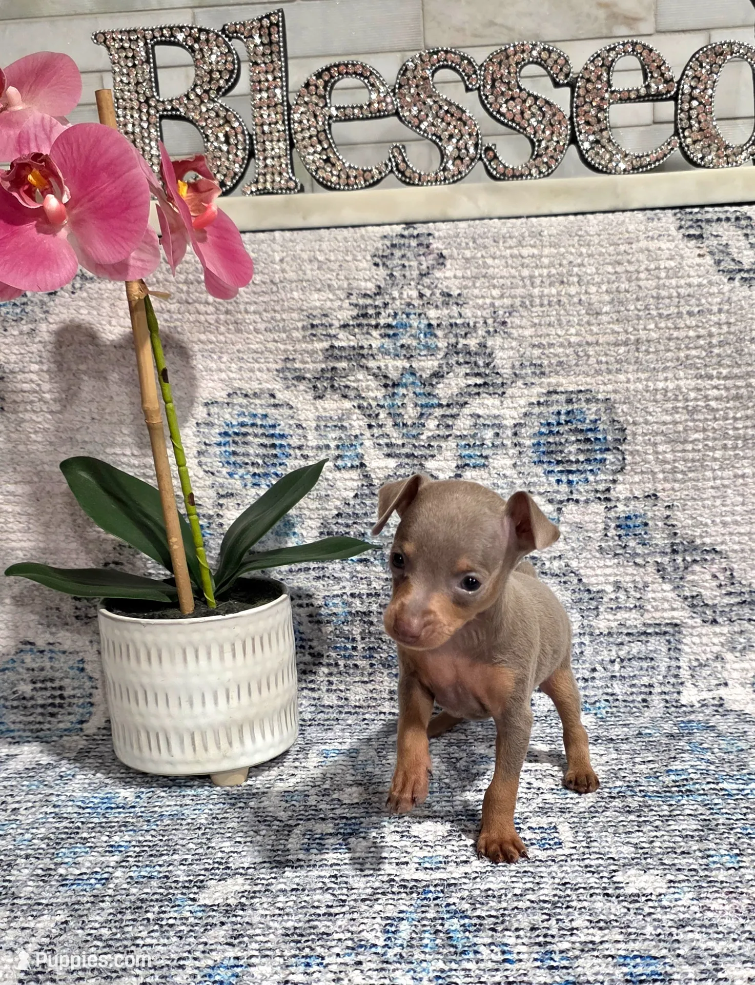 Akc princess , a female Miniature Pinscher for sale in Monroe, NC – 1 of 4