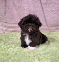 Akc Bella , a female Shih Tzu for sale in Monroe, NC – 1 of 4