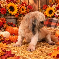 Akc Trudy, a female Shih Tzu for sale in Monroe, NC – 2 of 2