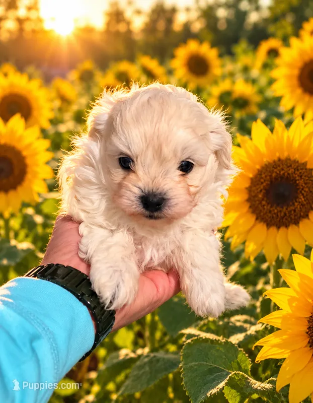 Bailey  – Shihpoo puppy for sale in Monroe, NC