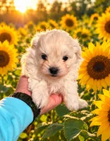 Bailey , a male Shihpoo for sale in Monroe, NC – 1 of 1