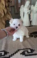 Akc suki , a male Maltese for sale in Monroe, NC – 1 of 3