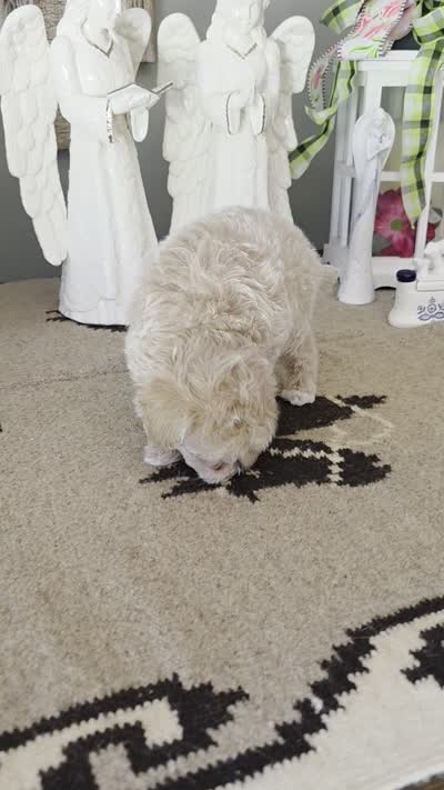 Crystal , a female Maltipoo for sale in Monroe, NC – 3 of 3