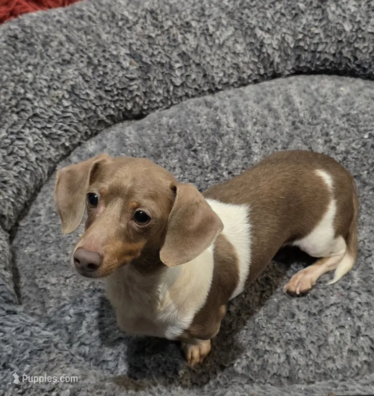 Mucho free  – Miniature Dachshund puppy for sale in Monroe, NC