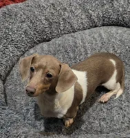 Mucho free , a male Miniature Dachshund for sale in Monroe, NC – 1 of 1