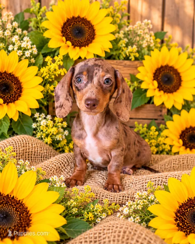 Akc freckles  – Miniature Dachshund puppy for sale in Monroe, NC