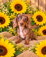 Akc freckles , a female Miniature Dachshund for sale in Monroe, NC – 1 of 1