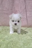 Akc Tito's , a male Maltese for sale in Monroe, NC – 2 of 4