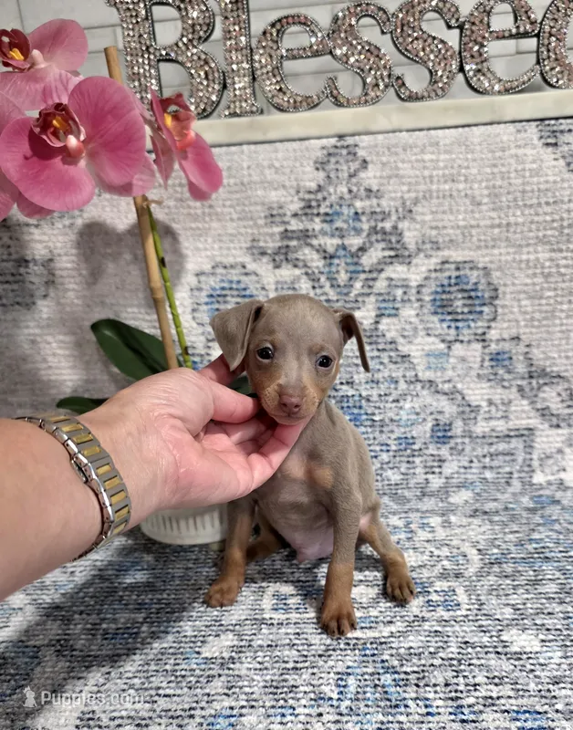 Akc Bailey  – Miniature Pinscher puppy for sale in Monroe, NC
