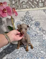 Akc Bailey , a male Miniature Pinscher for sale in Monroe, NC – 1 of 4